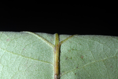 Quercus × burnetensis