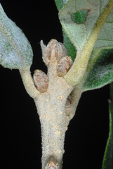 Quercus × burnetensis