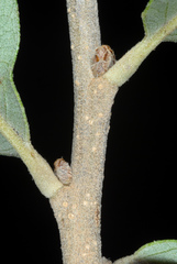 Quercus × burnetensis