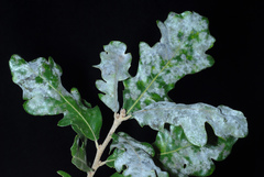 Quercus × burnetensis