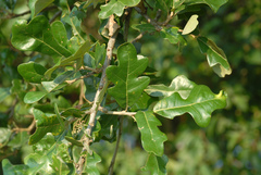 Quercus × burnetensis
