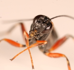Pimpla turionellae