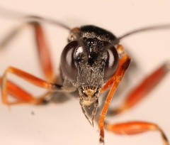 Pimpla turionellae