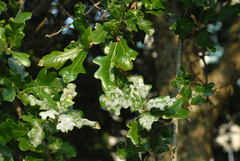 Quercus × burnetensis