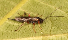 Pimpla turionellae