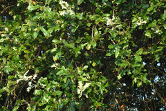 Quercus × burnetensis