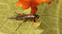 Pimpla turionellae