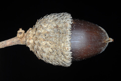 Quercus × burnetensis