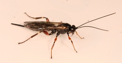 Pimpla turionellae