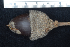 Quercus × burnetensis