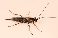 Pimpla turionellae