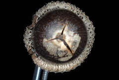 Quercus × burnetensis