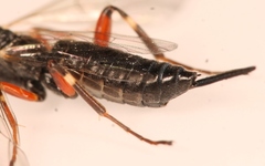 Pimpla turionellae