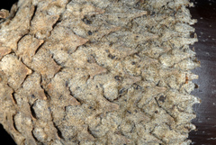 Quercus × burnetensis