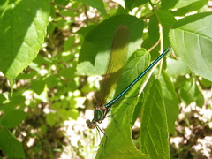 Calopteryx amata