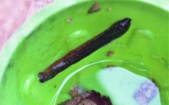 Macrobdella