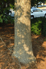 Quercus × burnetensis