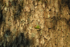 Quercus × burnetensis
