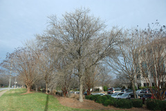 Quercus × burnetensis