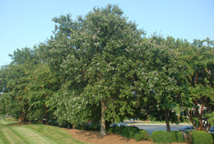 Quercus × burnetensis