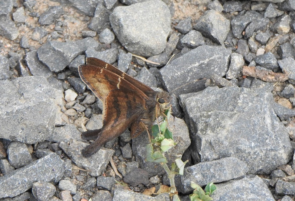 Spicauda zagorus