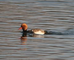Netta rufina