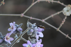 Sephina vinula