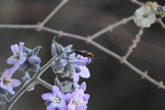 Sephina vinula