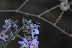 Sephina vinula