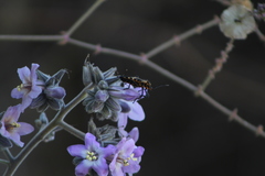 Sephina vinula