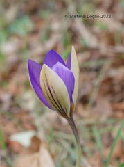 Crocus imperati