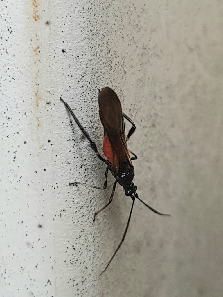 Monalonion atratum