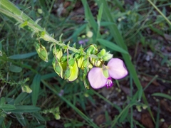 Polygala sphenoptera