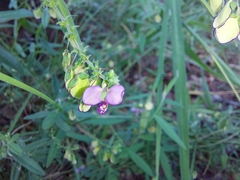 Polygala sphenoptera