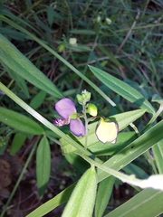 Polygala sphenoptera
