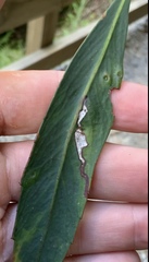 Eumetriochroa panacitorsens