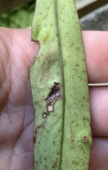 Eumetriochroa panacitorsens