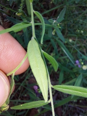 Polygala sphenoptera