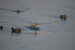 Tachybaptus ruficollis