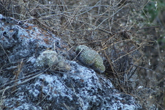 Mammillaria karwinskiana