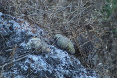 Mammillaria karwinskiana