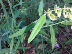 Polygala sphenoptera
