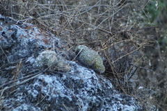 Mammillaria karwinskiana