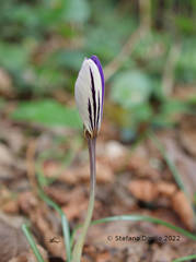 Crocus imperati
