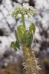 Cnidoscolus rostratus