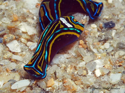 Swallowtail Headshield Slug