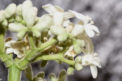 Cnidoscolus rostratus