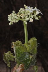 Cnidoscolus rostratus