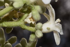 Cnidoscolus rostratus