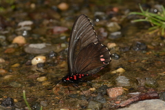 Parides childrenae